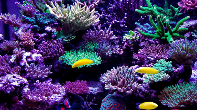 Aquarium Aquascape Design Ideas