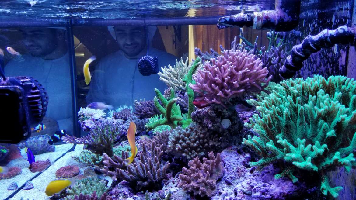 How To Acclimate Tropical Fish To Your Tank