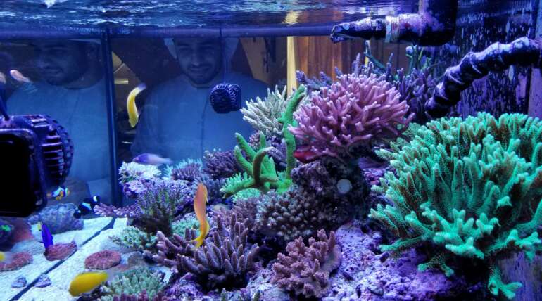 How To Acclimate Tropical Fish To Your Tank