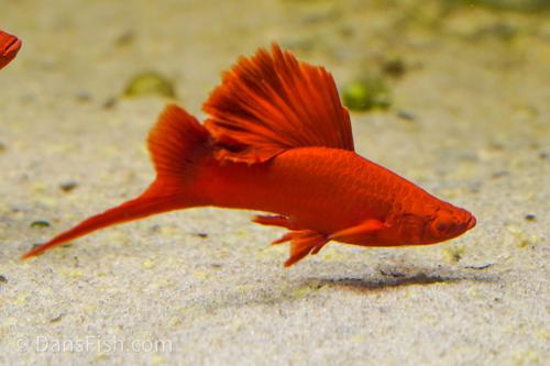 Guide to Keeping Freshwater Sword Tails