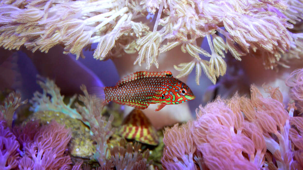 Acclimating Saltwater Fish