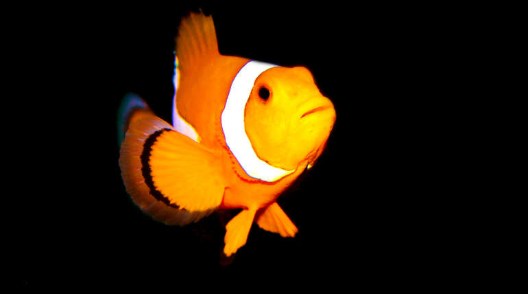 Looking for aquarium specialists?