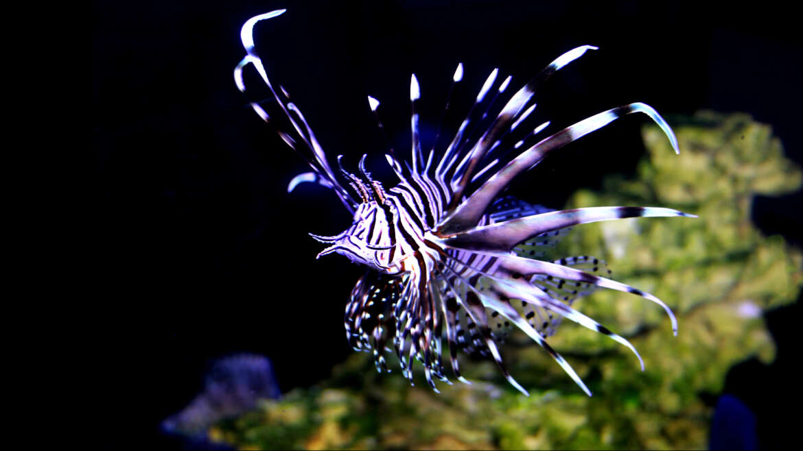 Fishes, corals and more